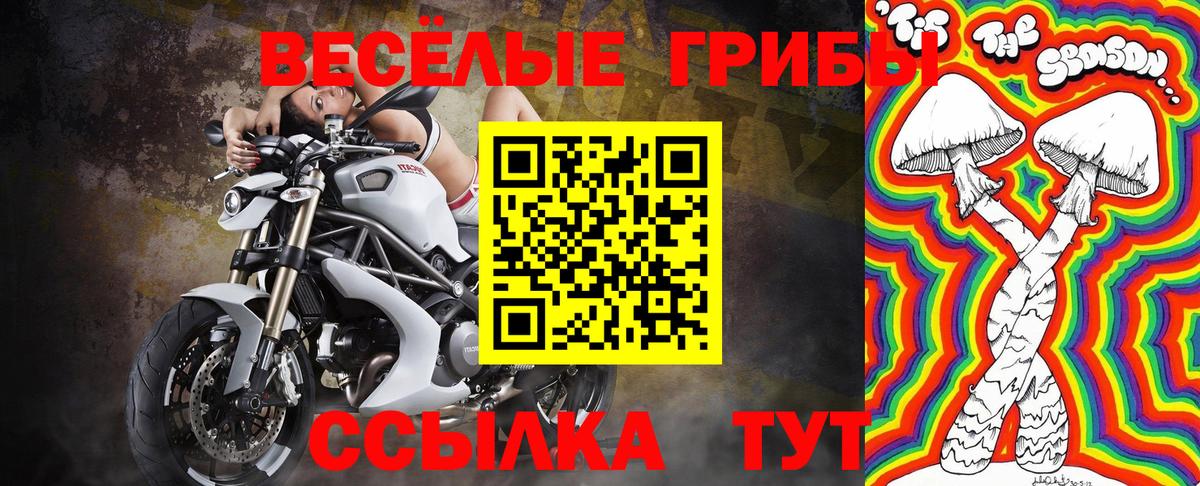 сколько стоит  Псилоцибиновые грибы прущие грибы  Вход с VPN  Галлюциногенные грибы Psilocybe  Зерноград 